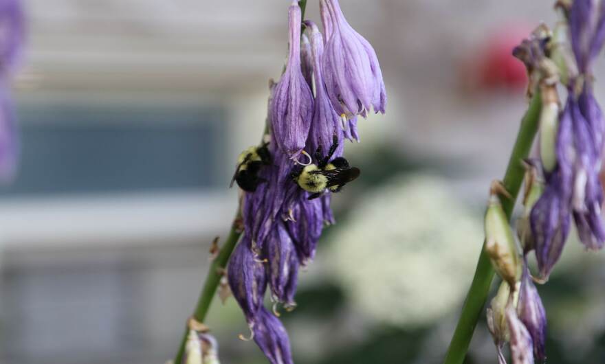 Bee on purple flower article single