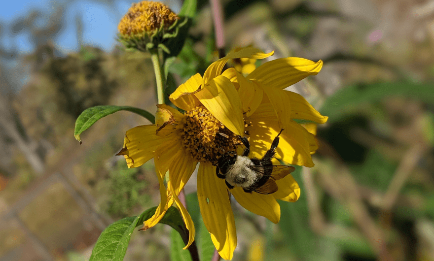 Bee on yellow flower article single